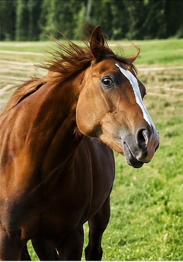 Pourquoi ton cheval a peur de toi (et ce n'est pas de ta faute)